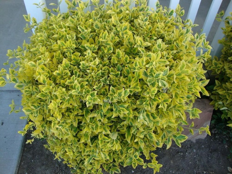 Euonymus Japonicus 'Aureomarginatus'