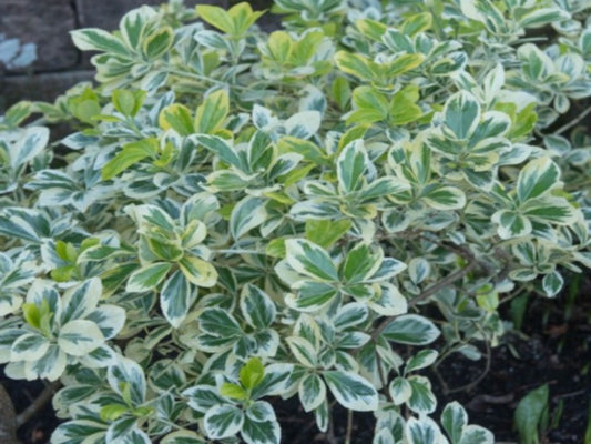 Euonymus japonicus ‘Latifolius Albomarginatus’