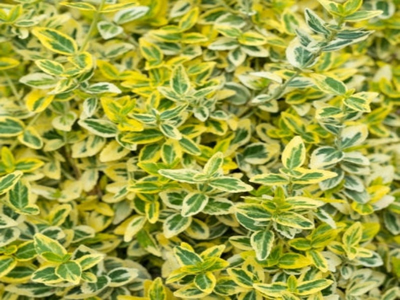 Euonymus japonicus ‘Latifolius Albomarginatus’