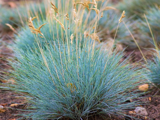 Festuca Glauca ‘Elijah Blue’