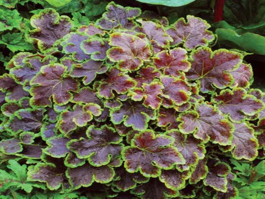 Heucherella "Solar Eclipse"