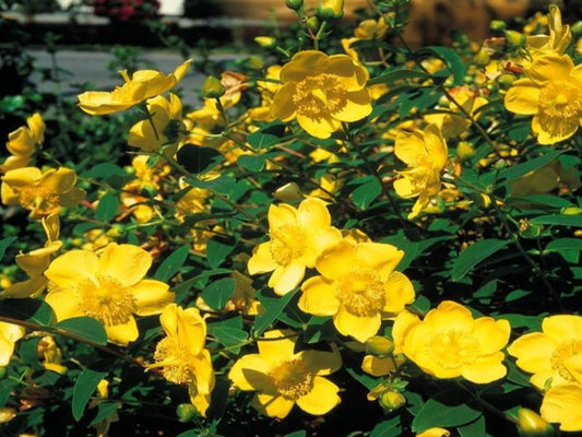 Hypericum Hybrids Hidcote