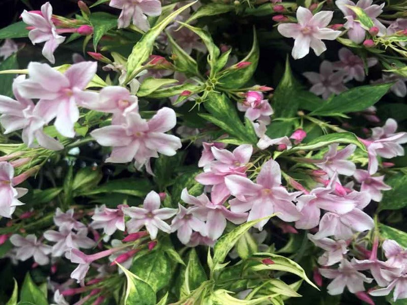 Jasminum x Stephanense – First4Plants