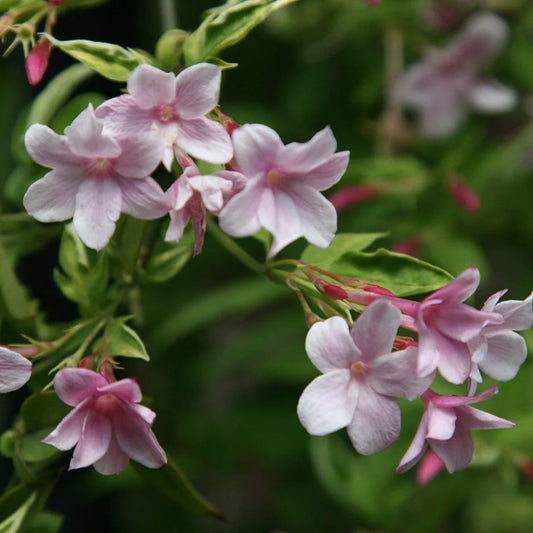 Jasminum x Stephanense