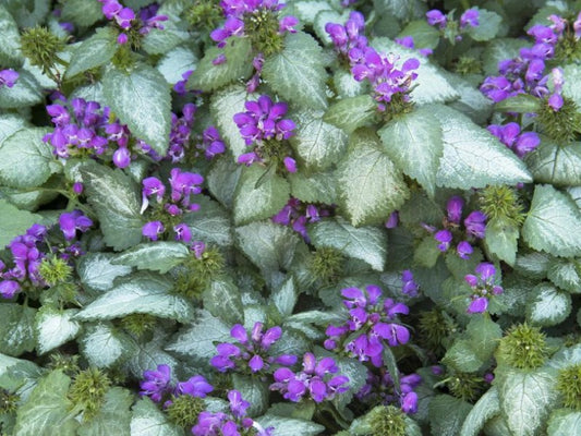 Lamium Maculatum ‘Purple Dragon’