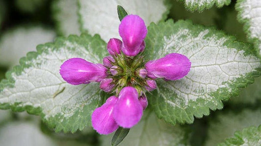 Lamium Maculatum ‘Purple Dragon’