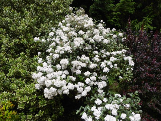 Olearia Macrodonta