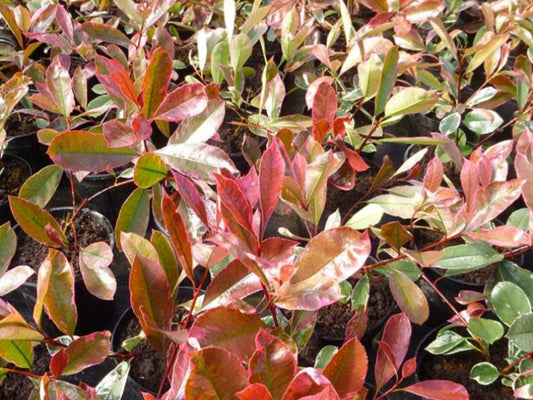 Photinia Fraseri ‘Louise’