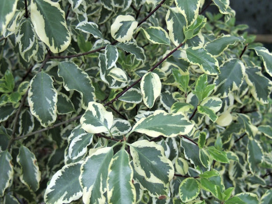Pittosporum 'Silver Queen'