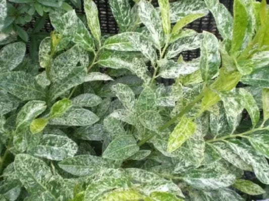 Prunus 'Castlewellen'