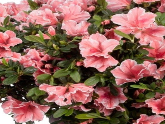 Azalea 'Autumn Sunburst'