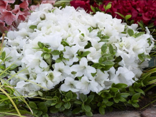 Azalea 'Encore Pure White'