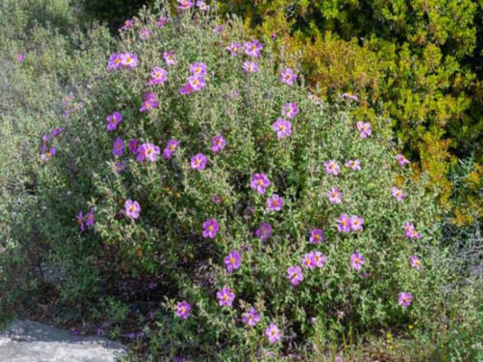 Cistus Creticus 'Silver Pink'