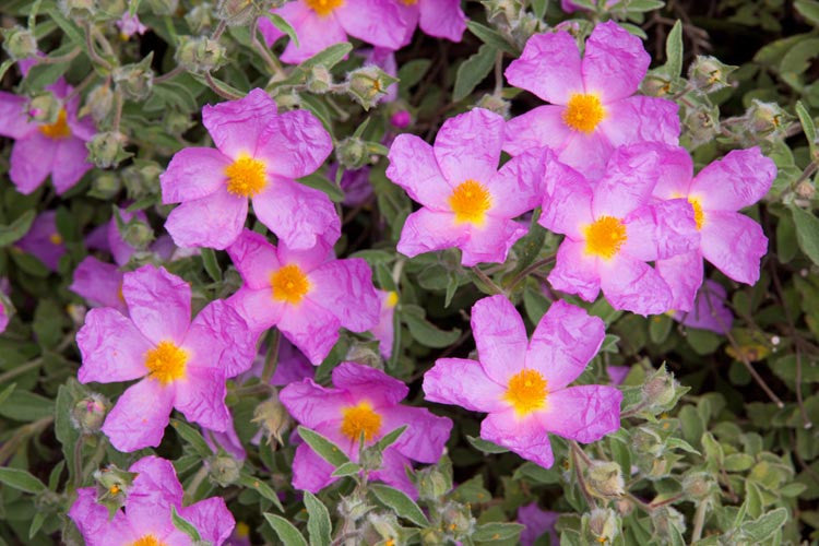 Cistus Creticus 'Silver Pink'