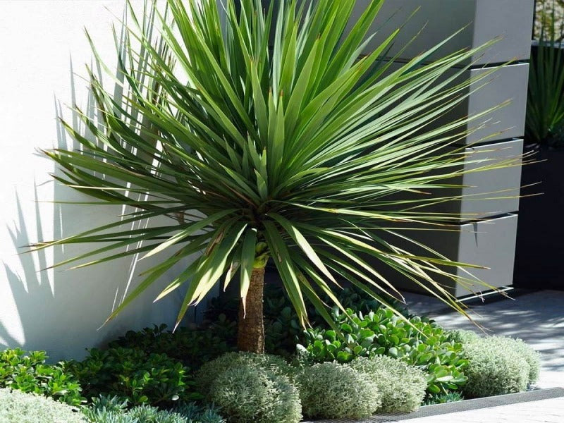 Cordyline Large Green – First4Plants