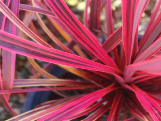 Cordyline Australis 'Salsa'