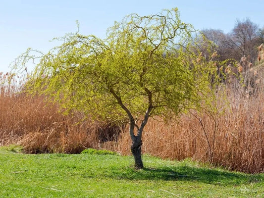 Corkscrew Willow