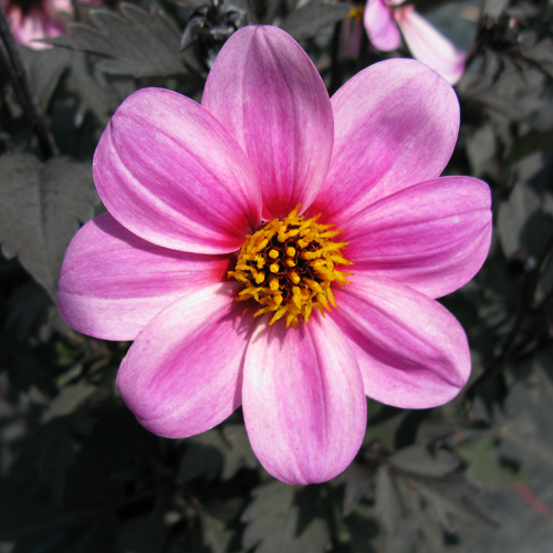 Dahlia 'Mystic Dreamer'