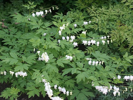 Dicentra Spectabilis ‘Alba’