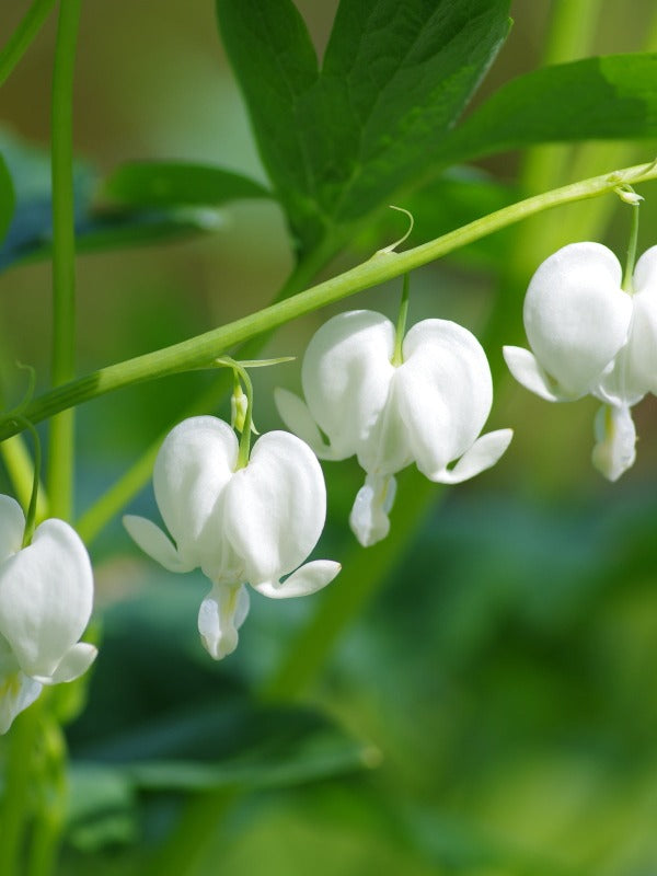 Dicentra Spectabilis ‘Alba’