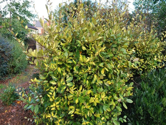 Elaeagnus Pungens Maculata