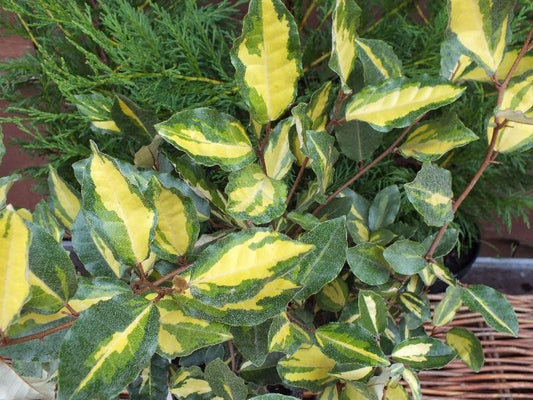 Elaeagnus Pungens Maculata