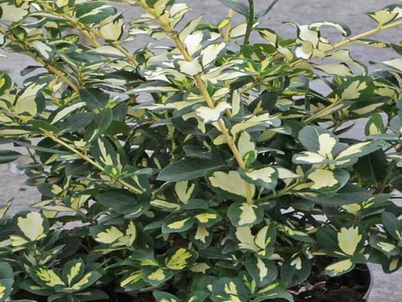 Euonymus Fortunei 'Blondy'