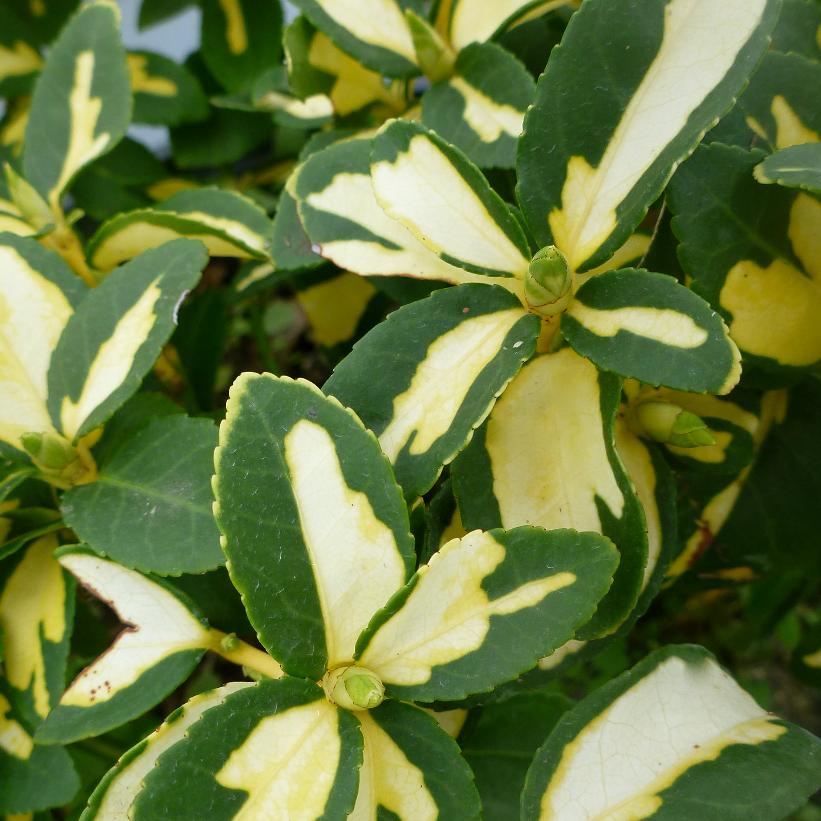 Euonymus Fortunei 'Blondy'