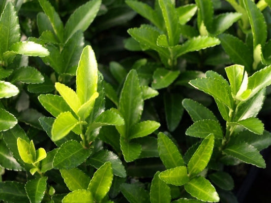 Euonymus Japonicus 'Green Spire'