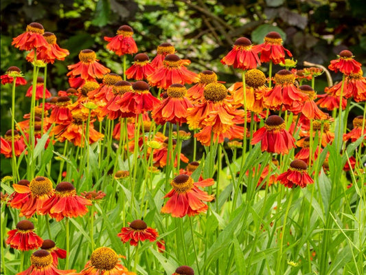 Helenium 'Moerheim Beauty'