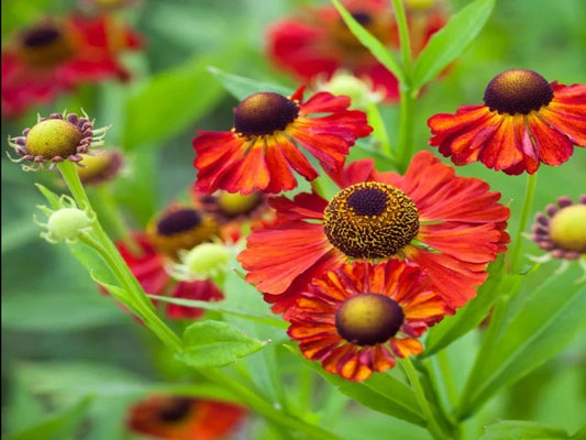 Helenium 'Moerheim Beauty'