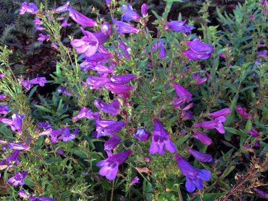 Penstemon 'Heavenly Blue'