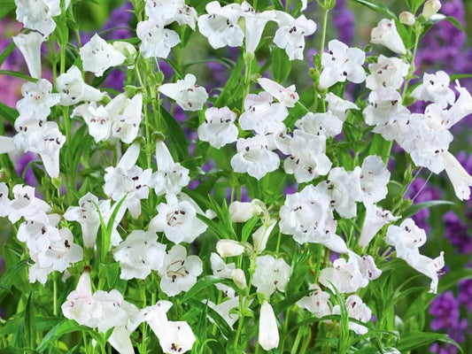Penstemon 'Snowstorm'