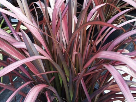 Phormium 'Flamingo'
