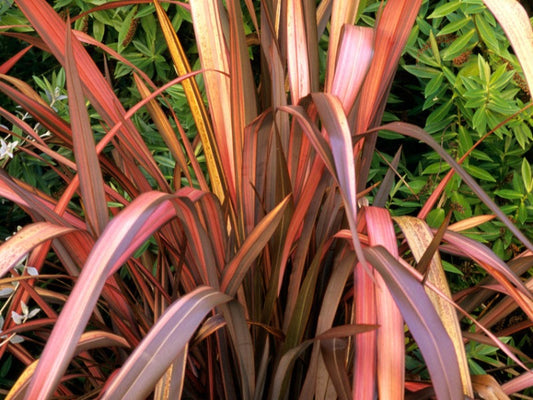 Phormium 'Rainbow Sunrise'