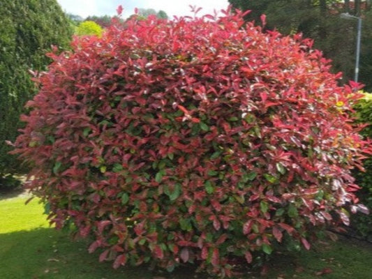 Photinia Fraseri 'Magical Volcano'
