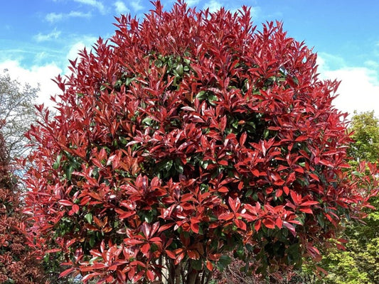Photinia 'Red Robin'