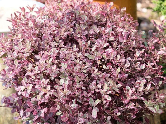 Pittosporum Tenifolium ‘Bannow Bay’