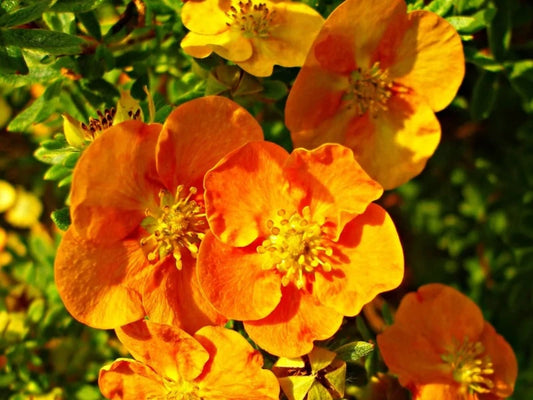 Potentilla Fruticosa 'Tangerine'