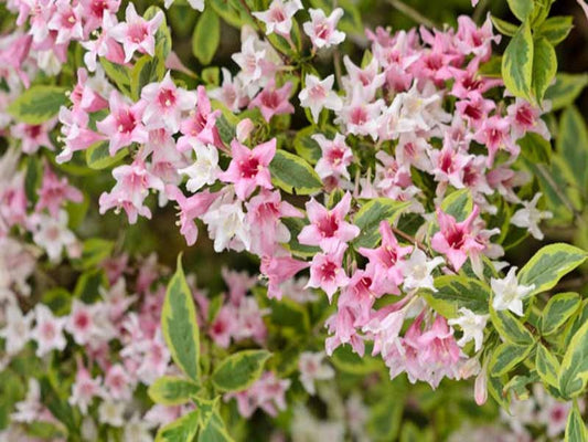 Weigela ‘Florida Variegate’