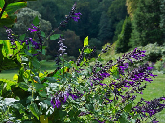 Salvia Amistad
