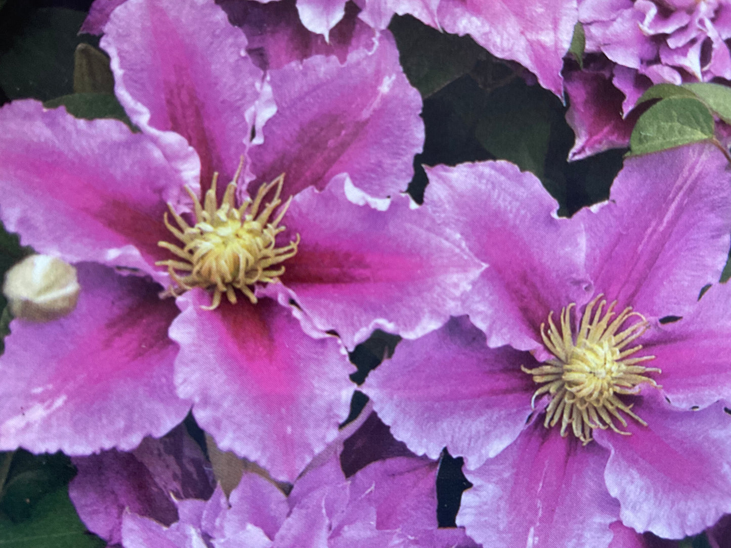 Clematis ‘Piilu’