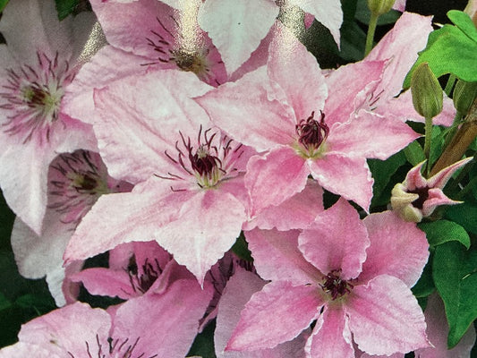 Clematis 'Pink Fantasy'