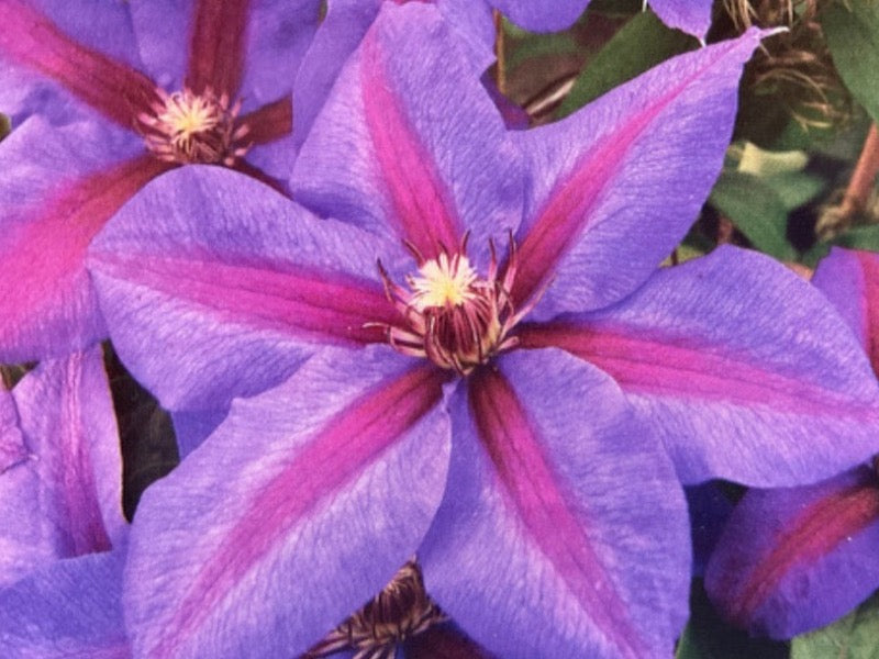 Clematis ‘Mrs N Thompson’