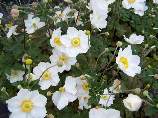 Anemone 'Honorine Jobert'