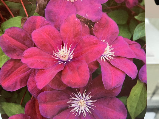 Clematis ‘Rouge Cardinal’