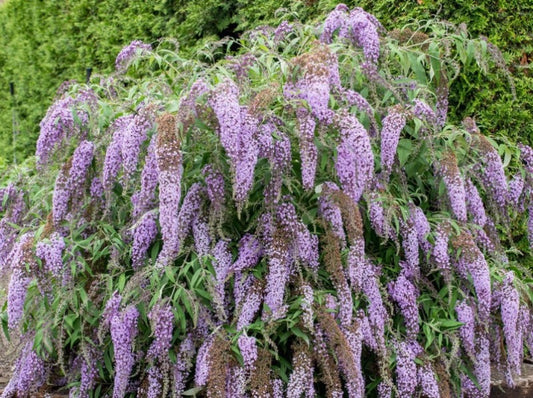 Buddleia- 'Westeria Lane'