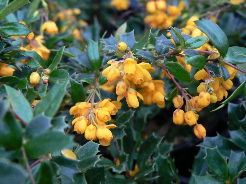 Berberis Darwinii Compacta