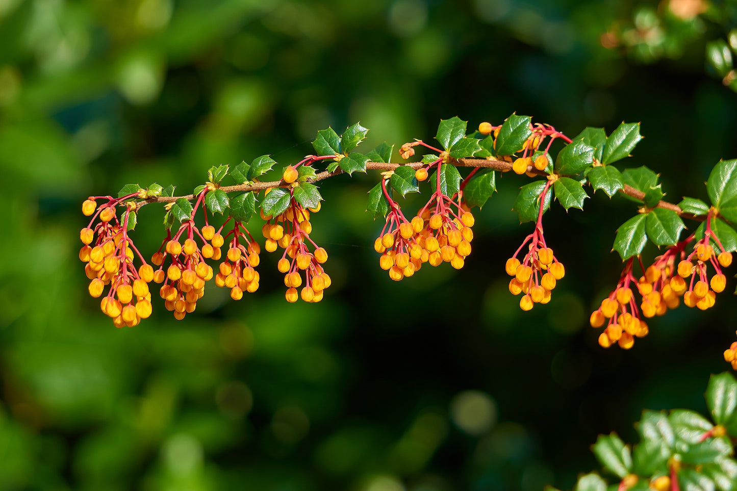 Berberis Darwinii 'Compacta'