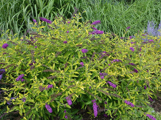 Buddleia-Poquito 'Little Nugget'